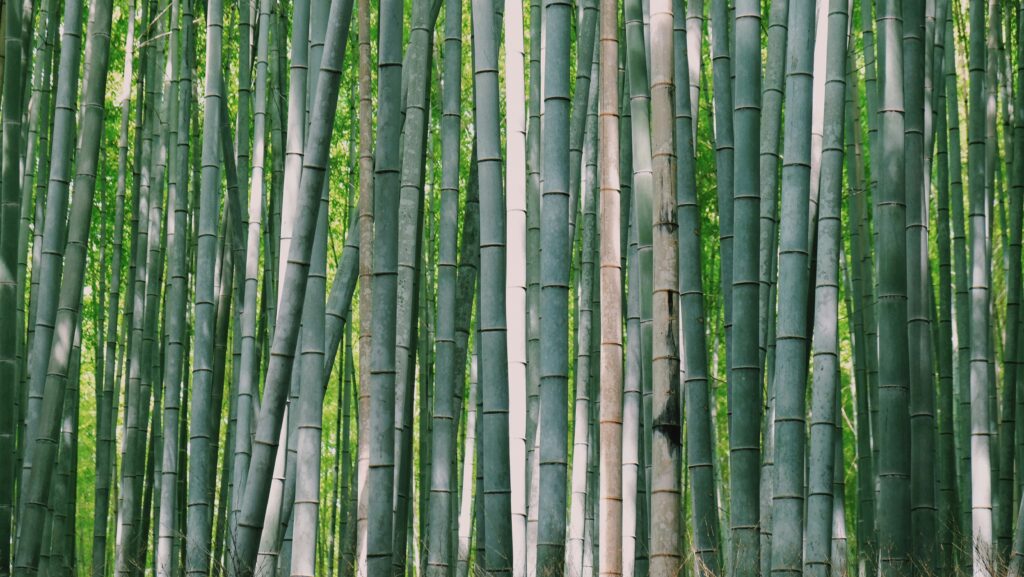 Bamboo as Fuel for Wood Stove