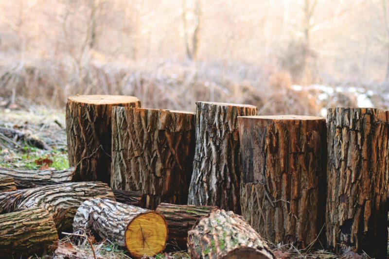 Oak Tree Firewood: The Gold Standard for Wood Stove Heating