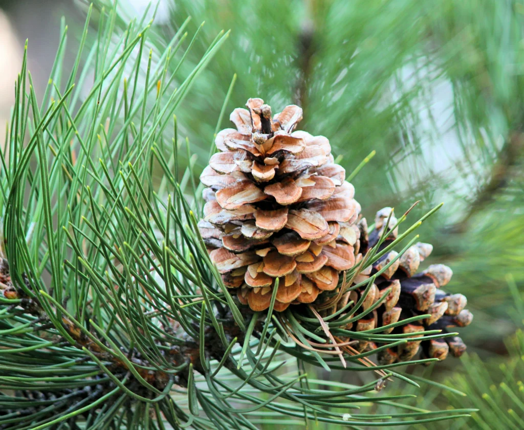 Pine as Firewood